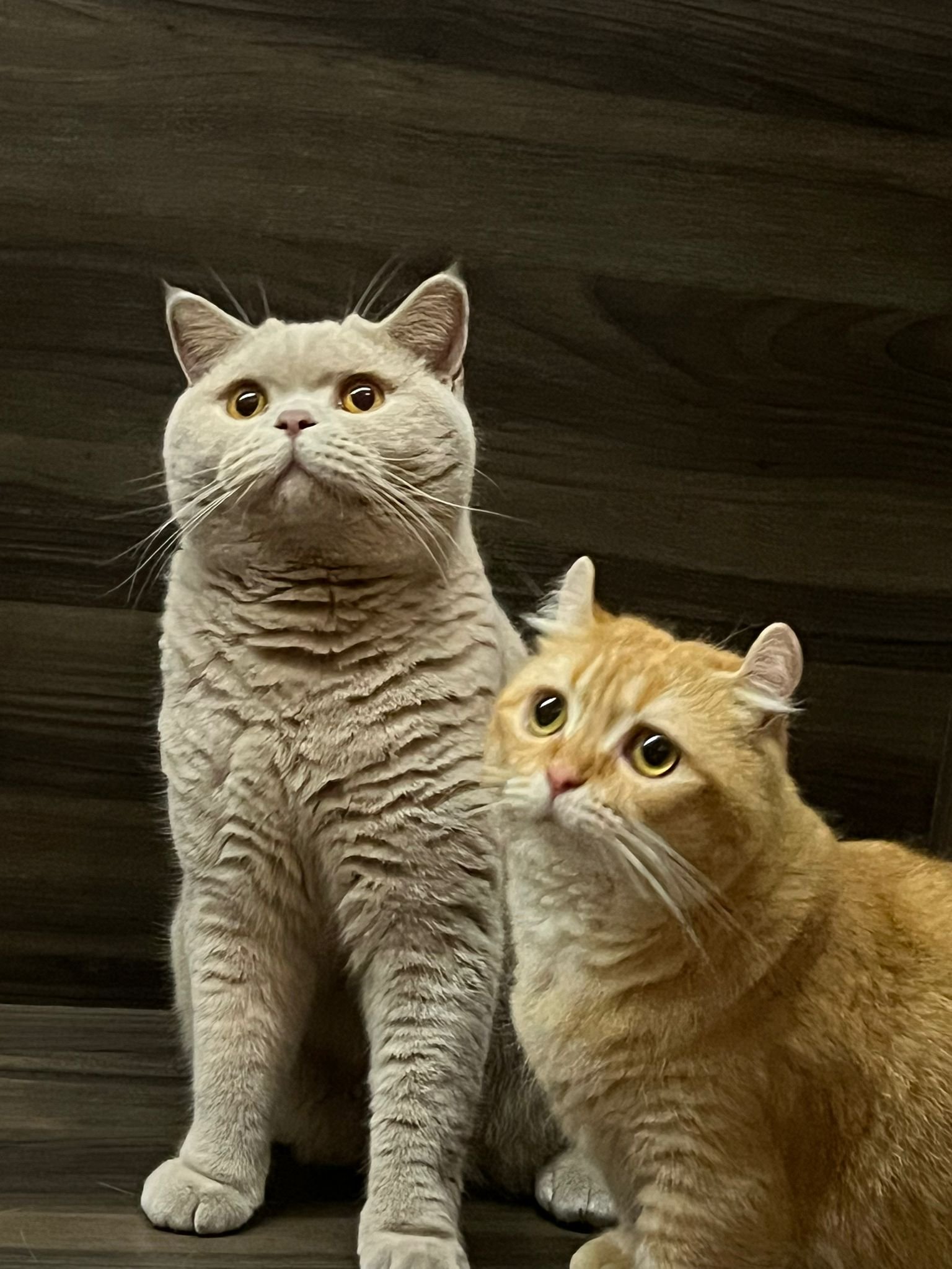 Momo & Lola, Australia