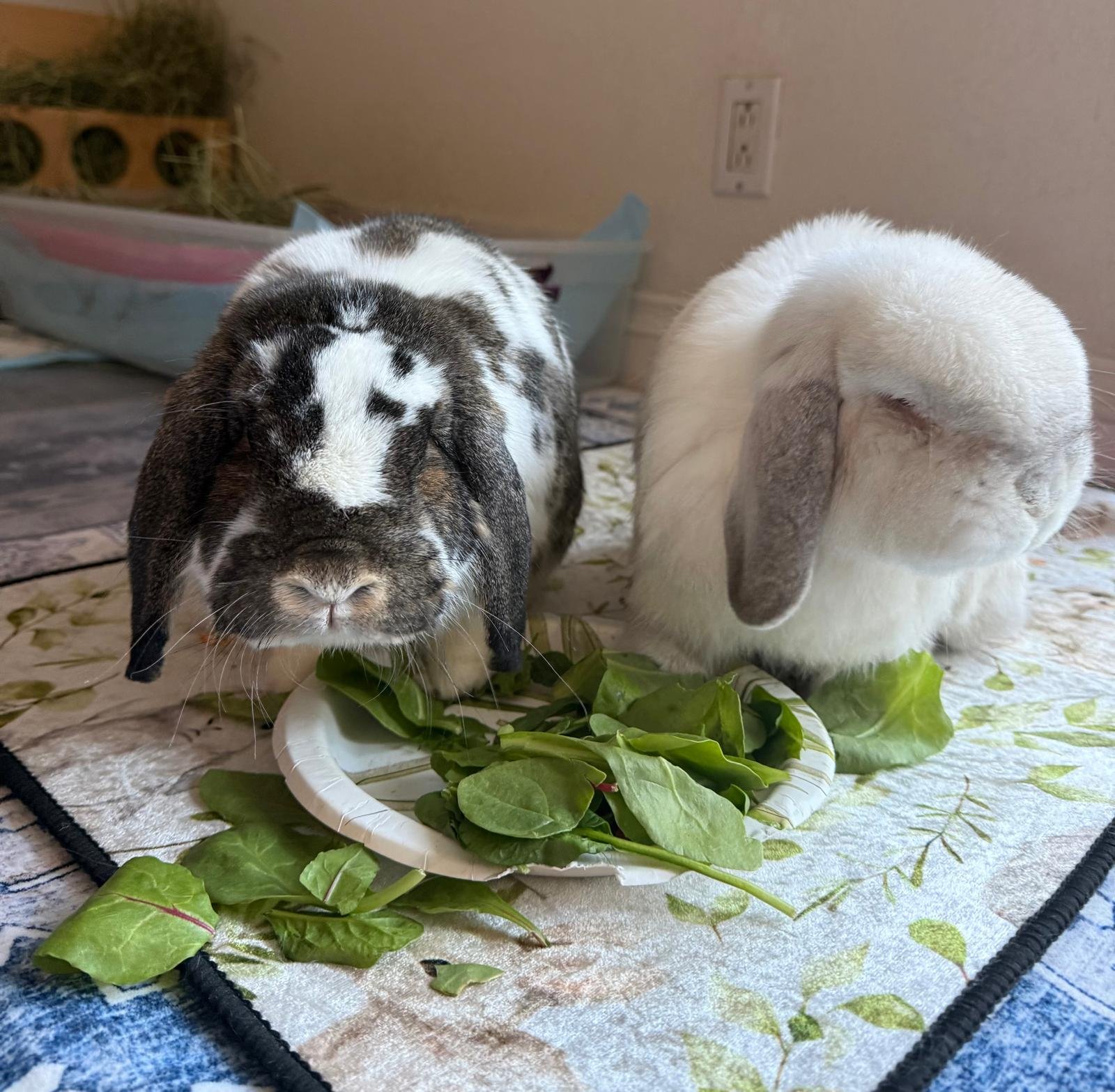 Coco & Oreo, Los Angeles 